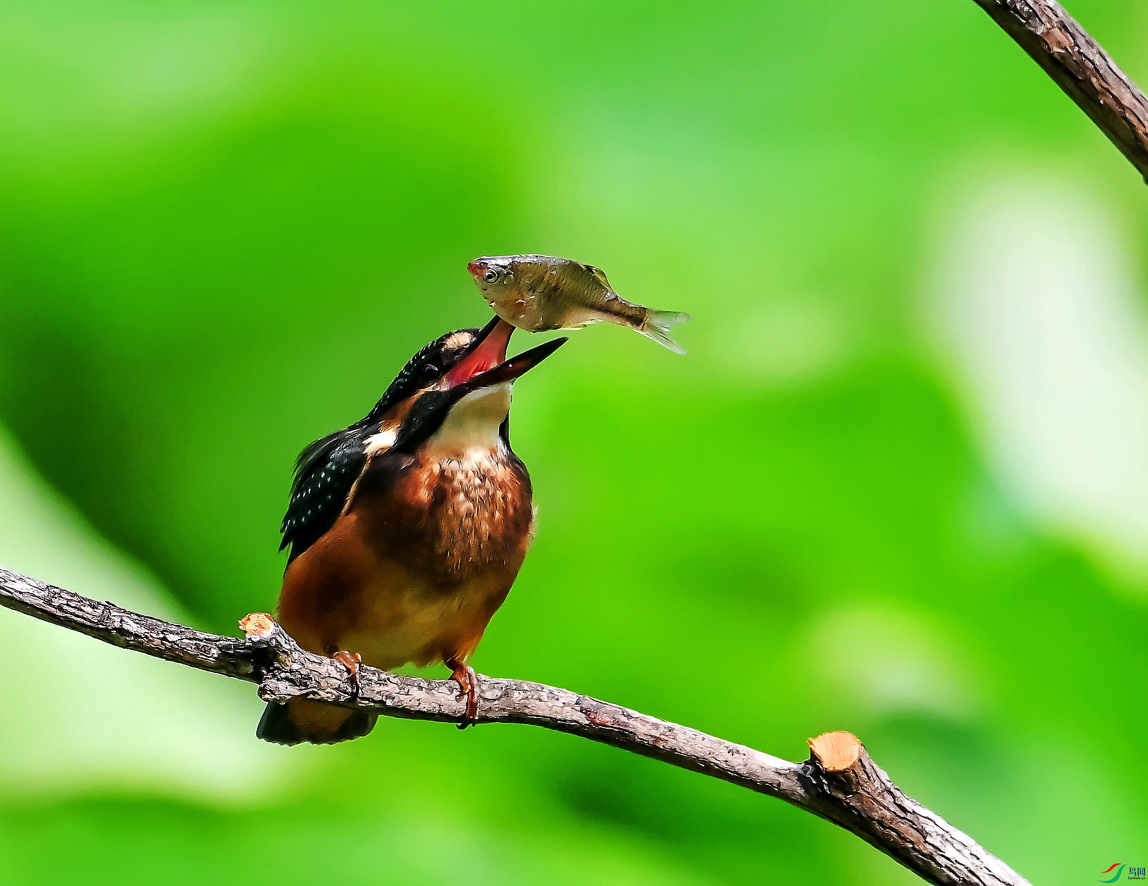 DSC_2442---_conew1.jpg