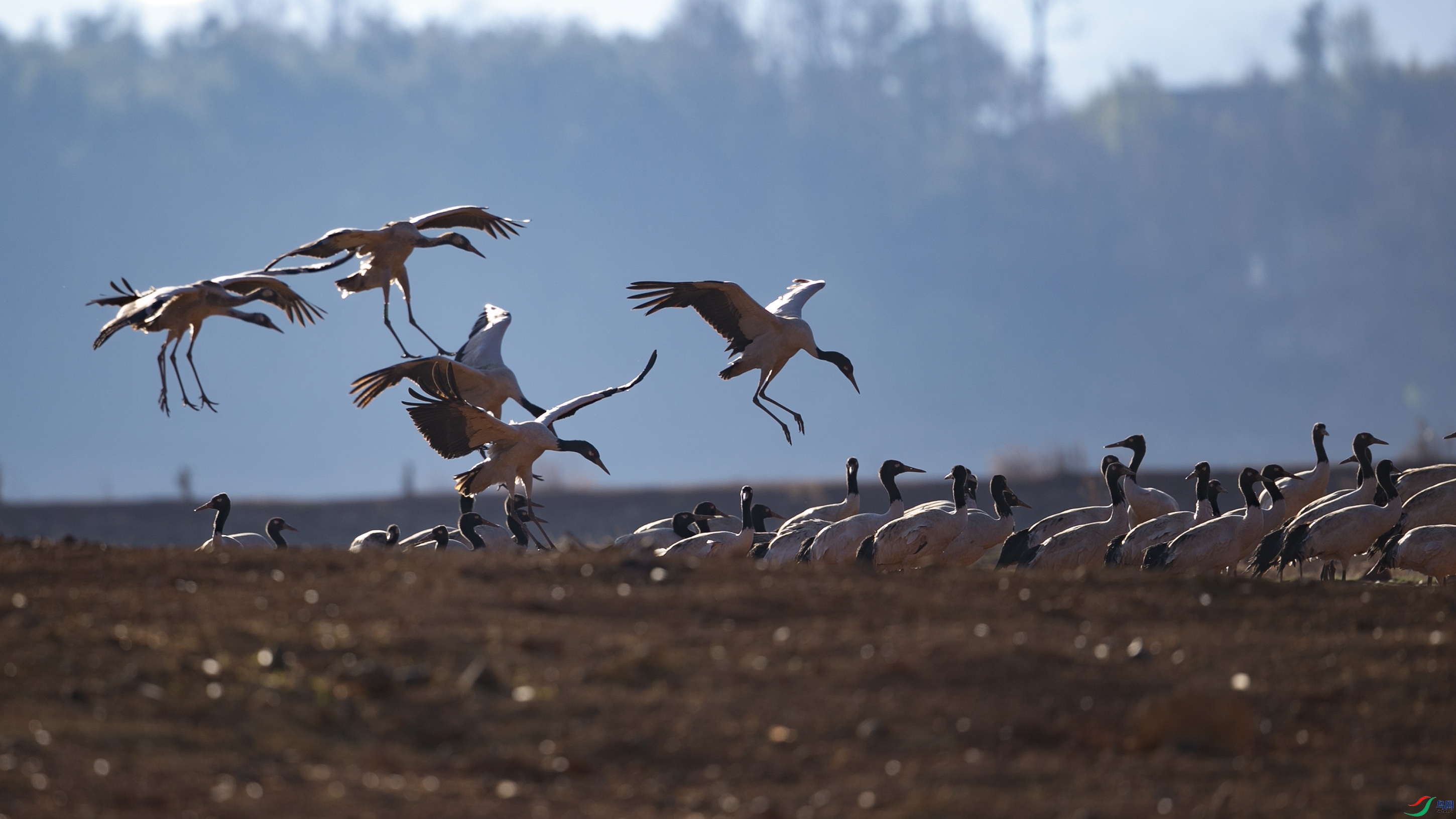 B03R8205.jpg