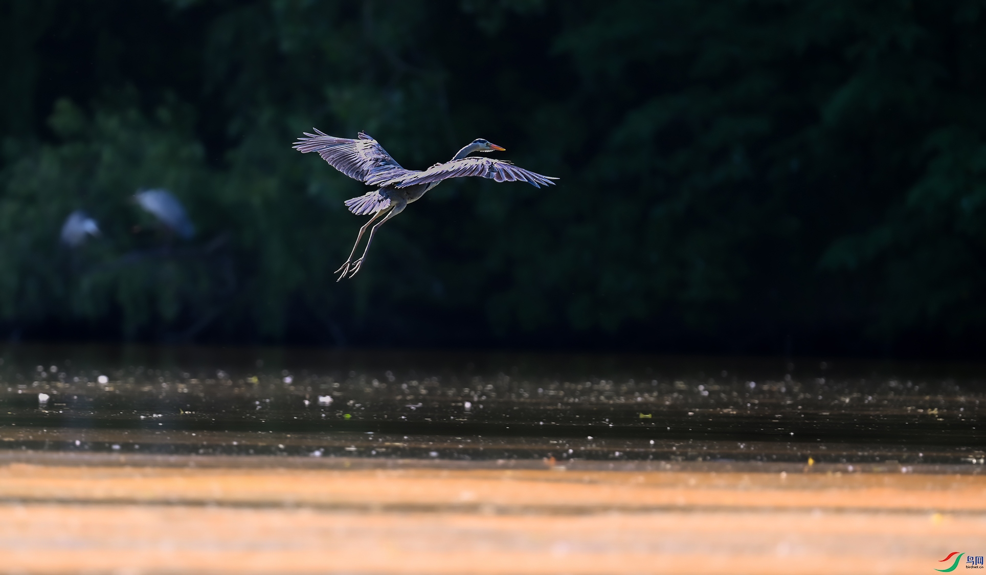DSC_0086_1.jpg