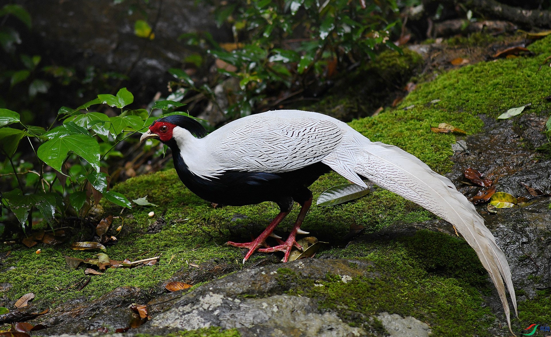 DSC_7141.jpg