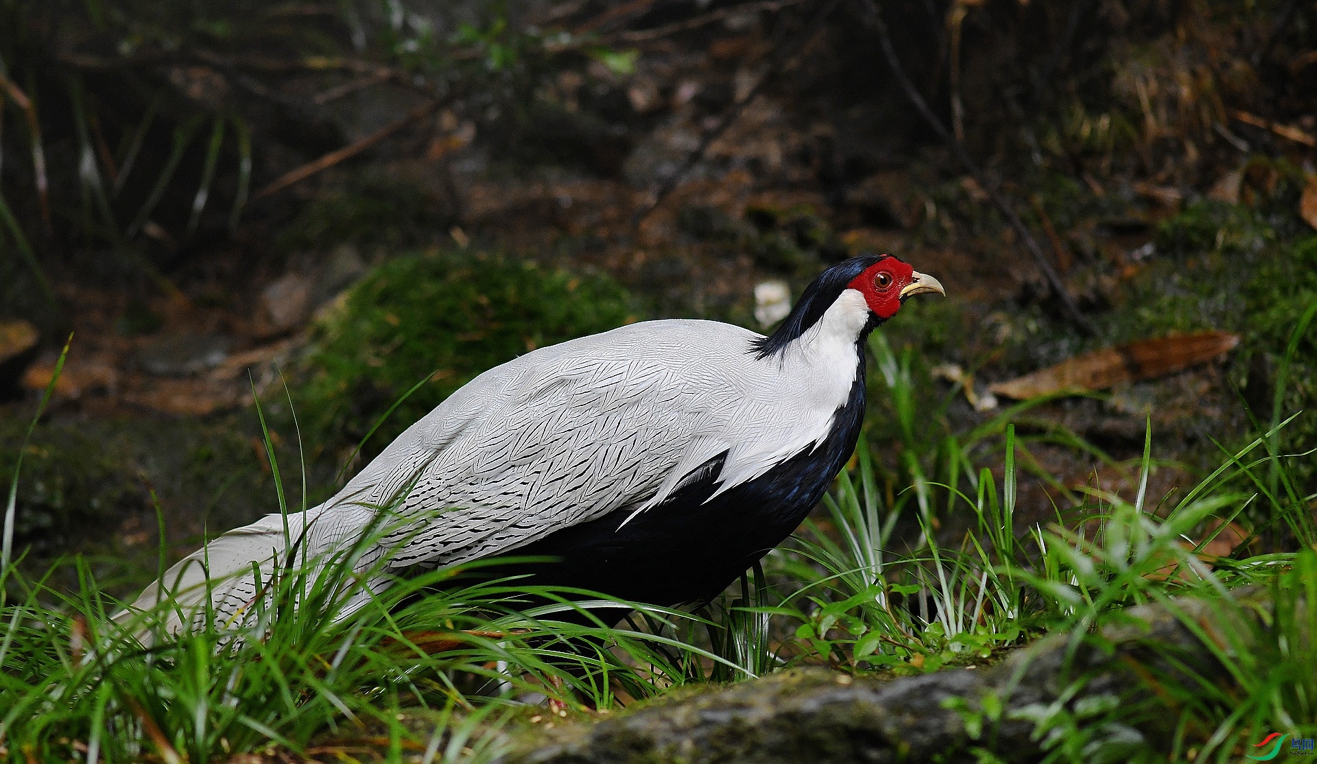 DSC_7273.jpg