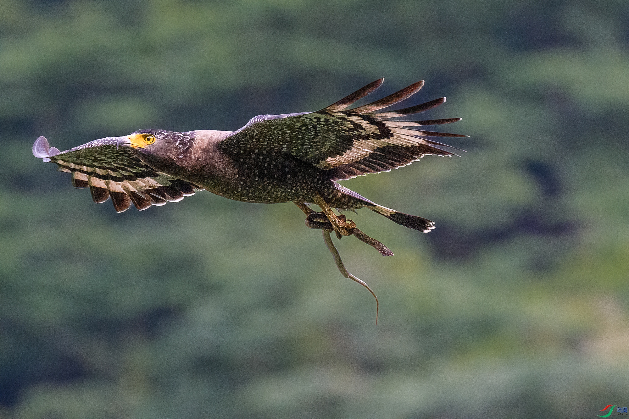 DSC_3051-1.jpg
