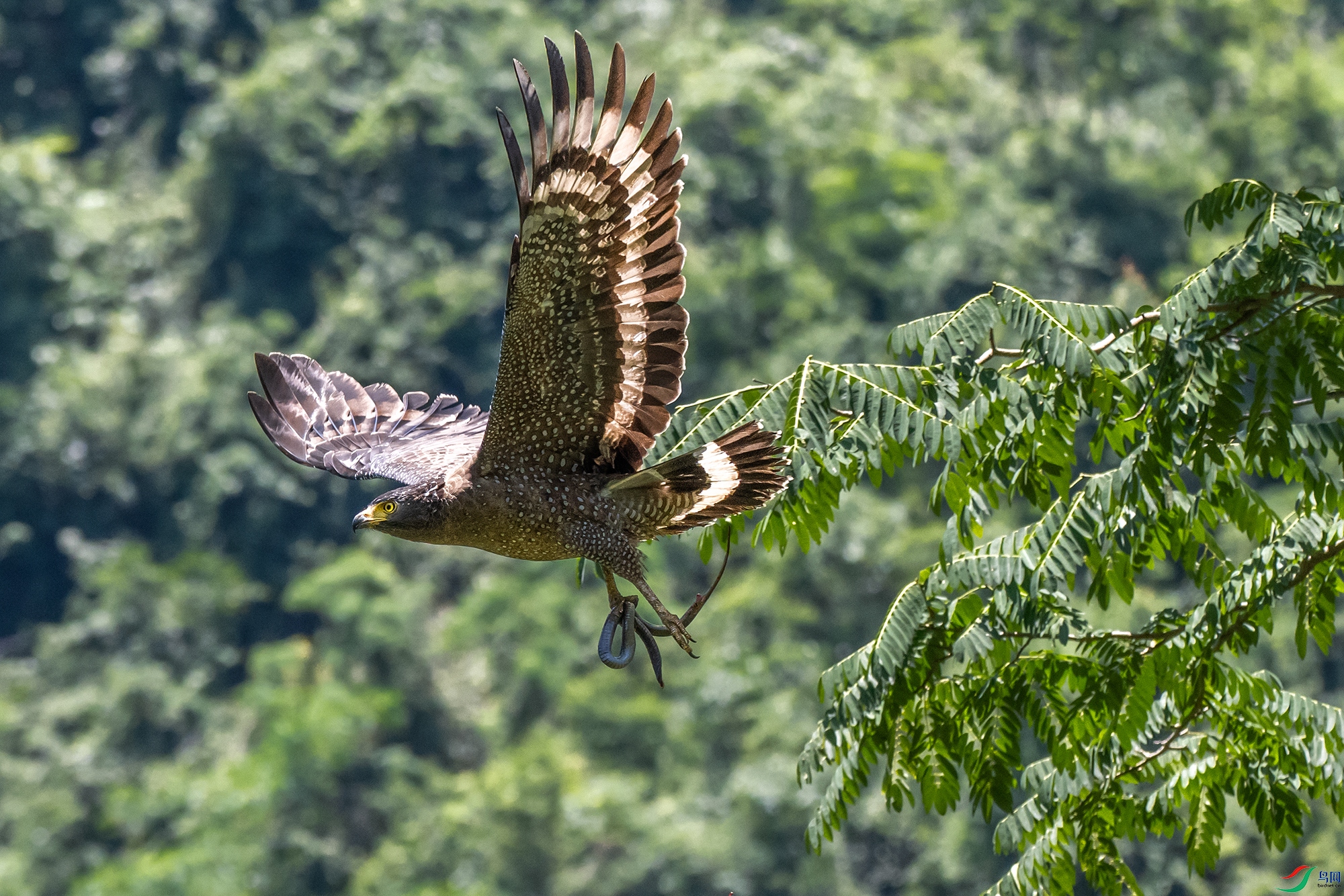 DSC_2509-1.jpg