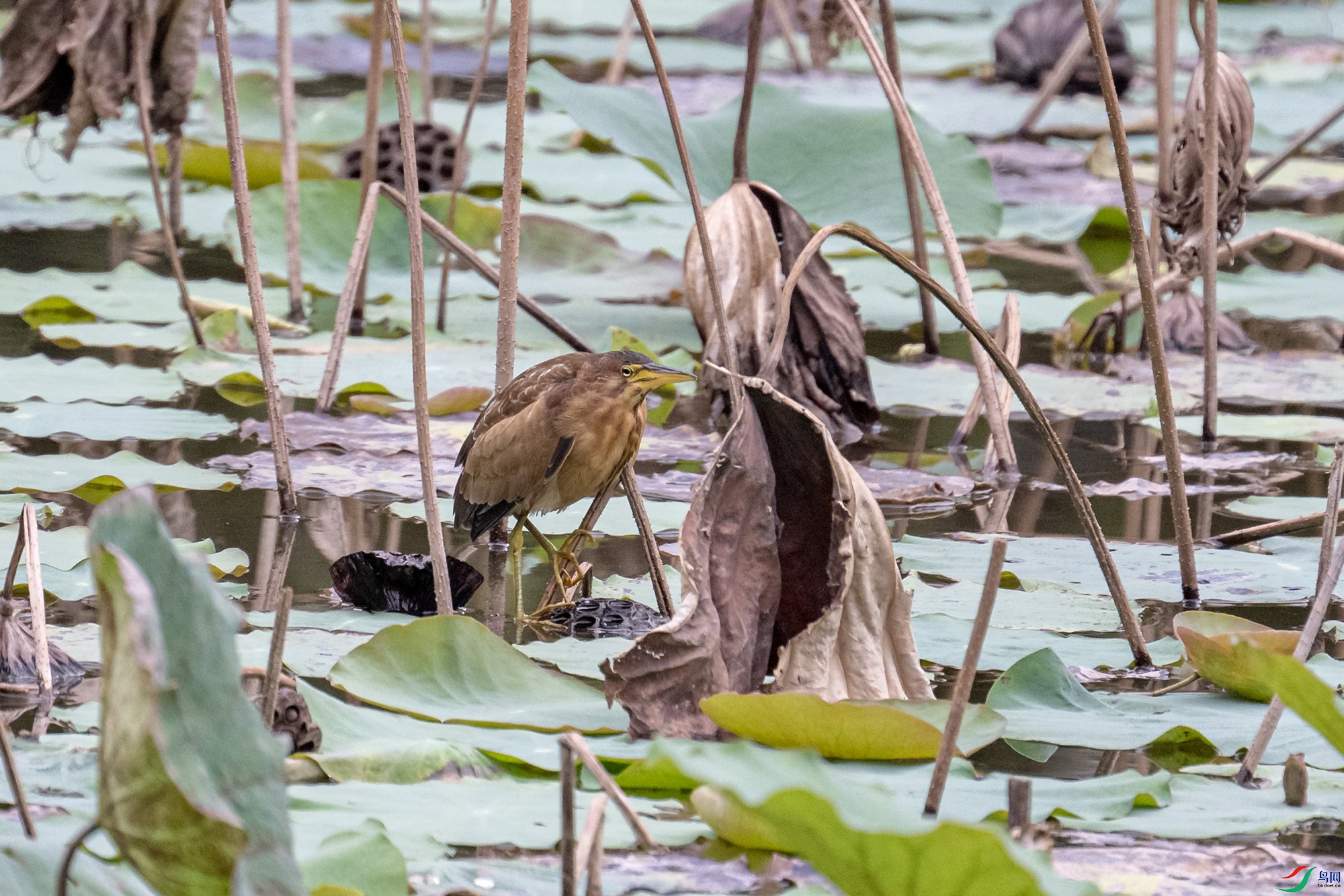 DSC_4016.jpg