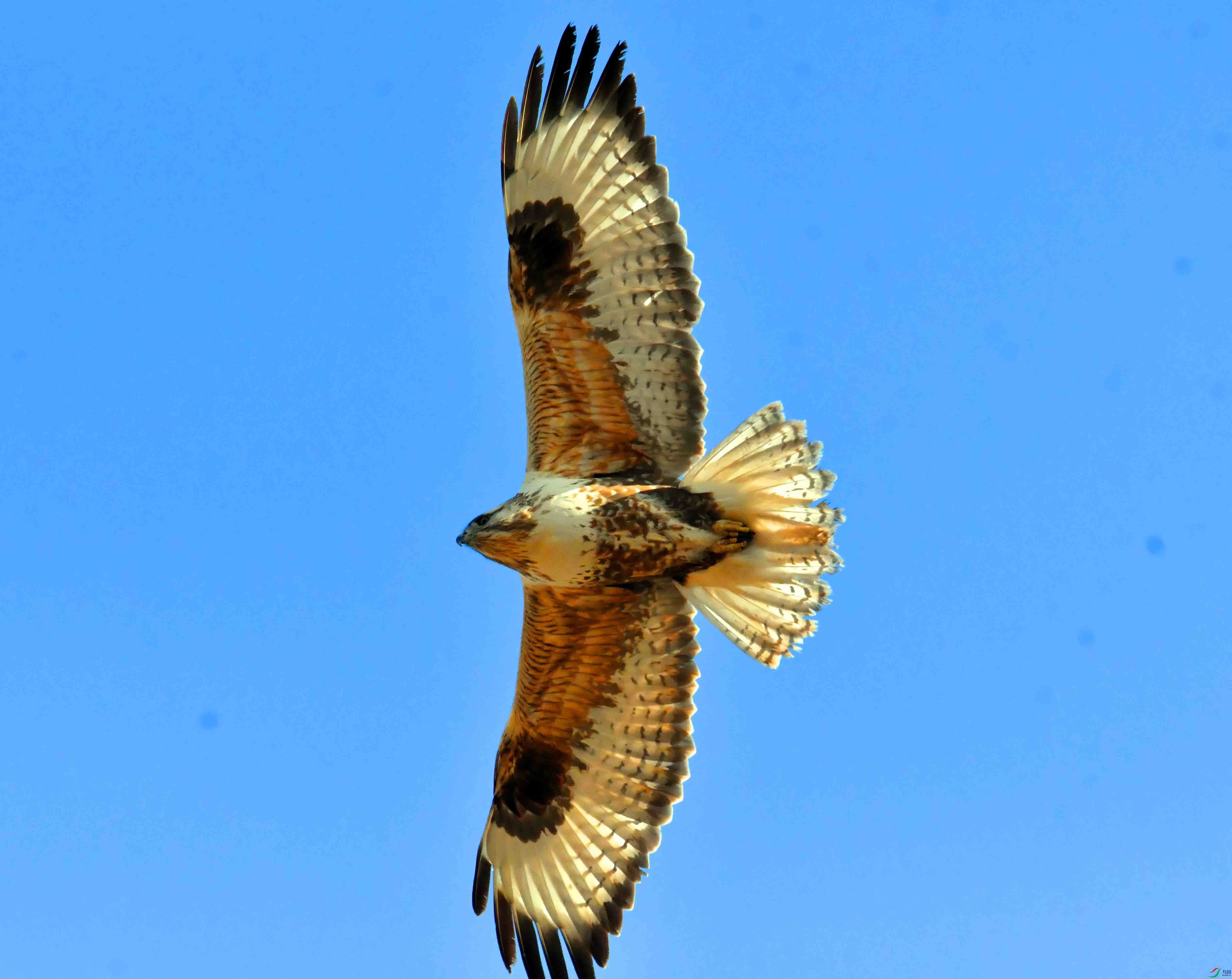 DSC_6929.JPG
