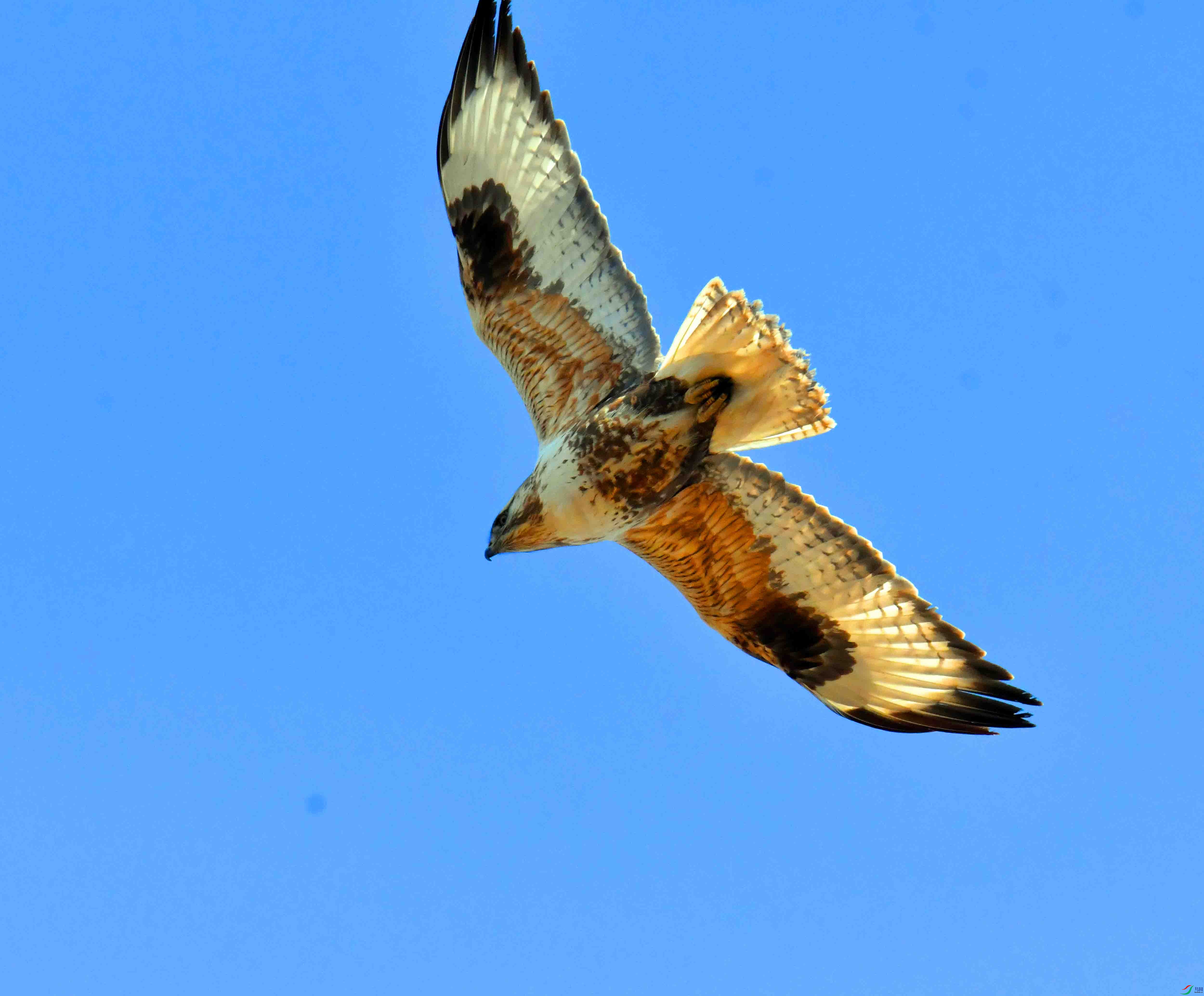 DSC_6932.JPG