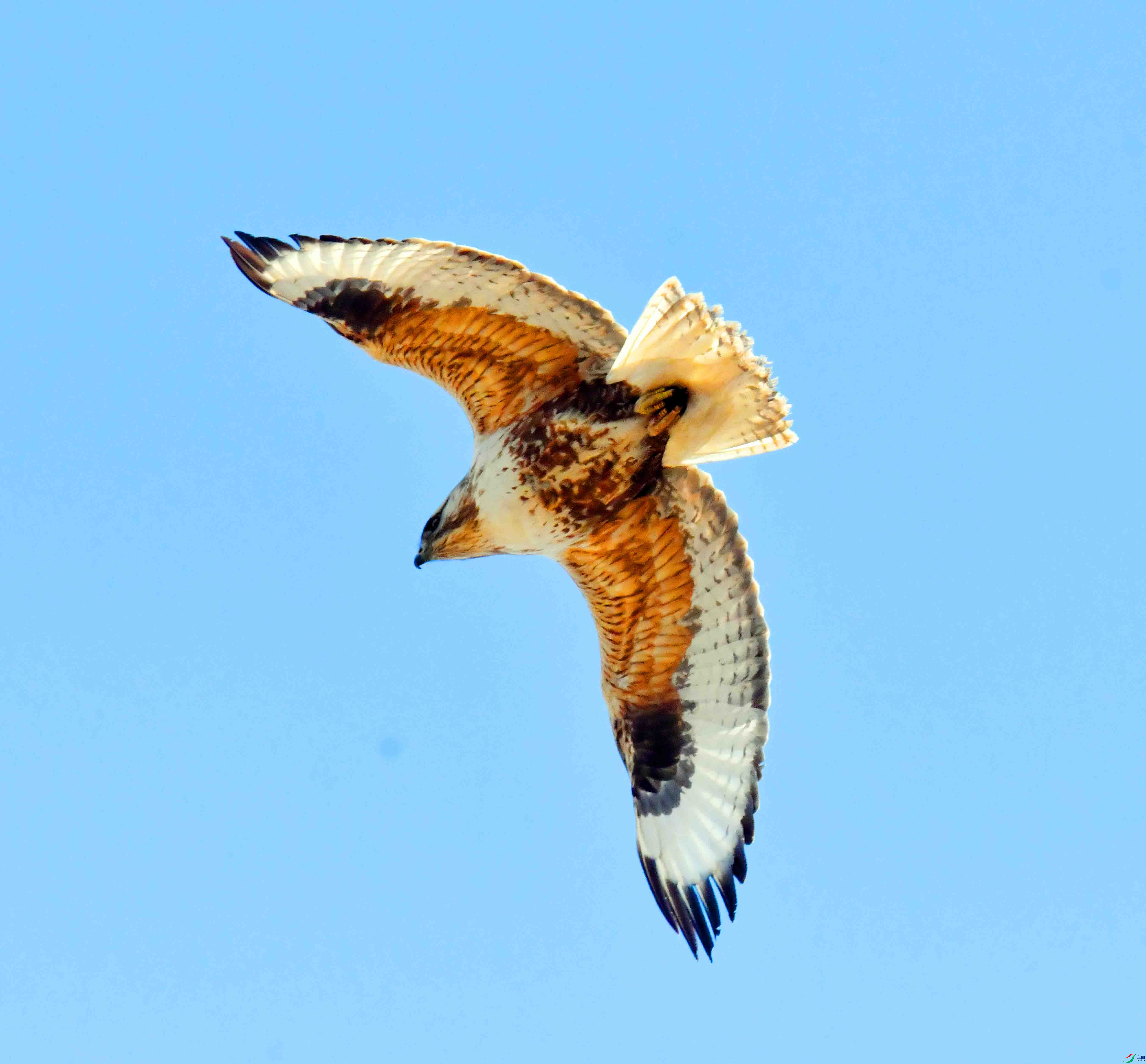 DSC_6931.JPG