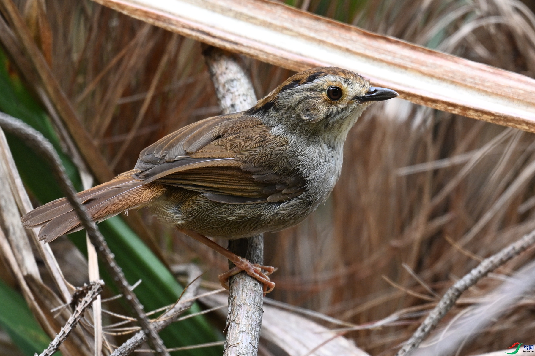 DSC_0165.JPG