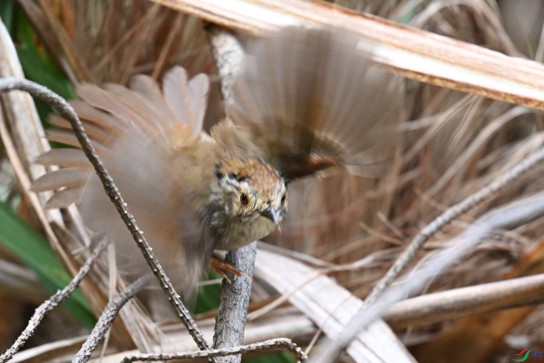 DSC_0171.JPG