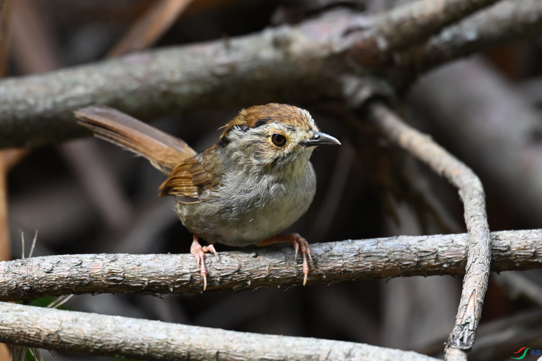 DSC_0175.JPG