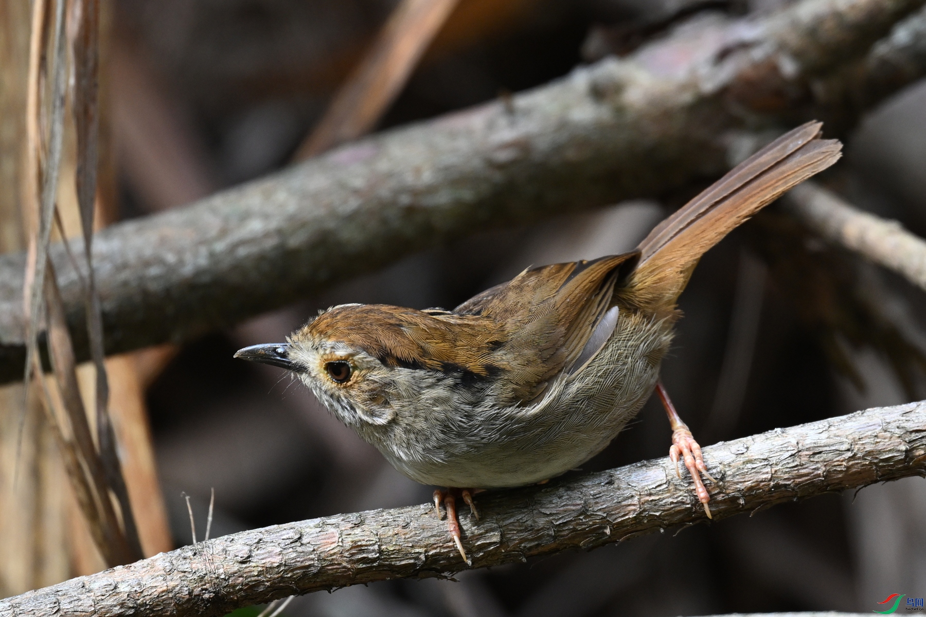 DSC_0179.JPG