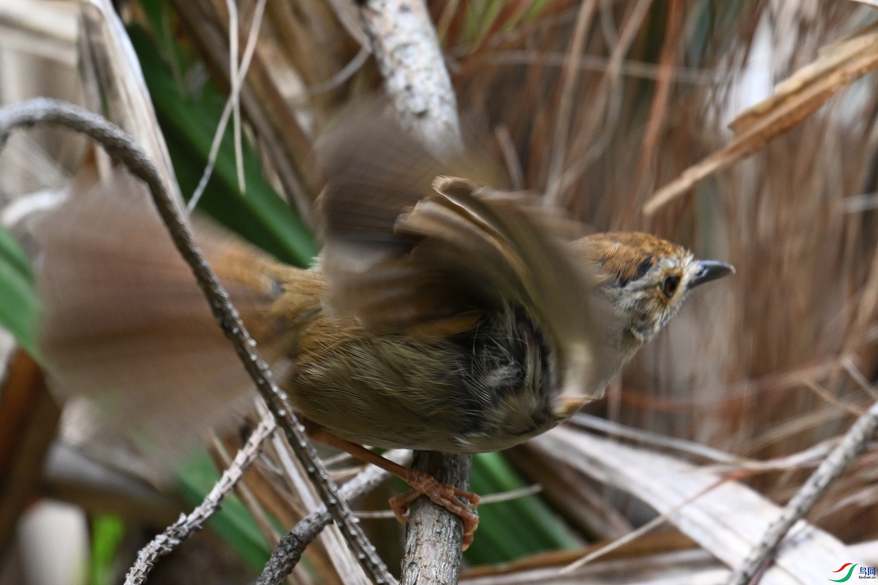DSC_0204.JPG