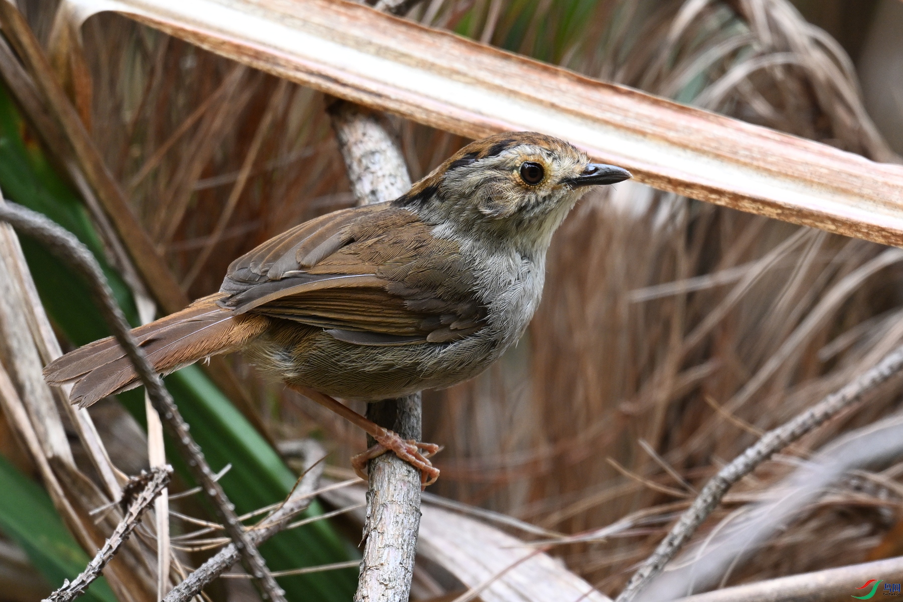 DSC_0166.JPG
