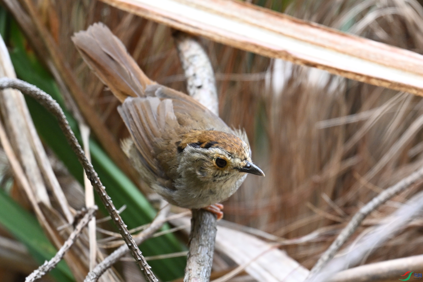DSC_0169.JPG