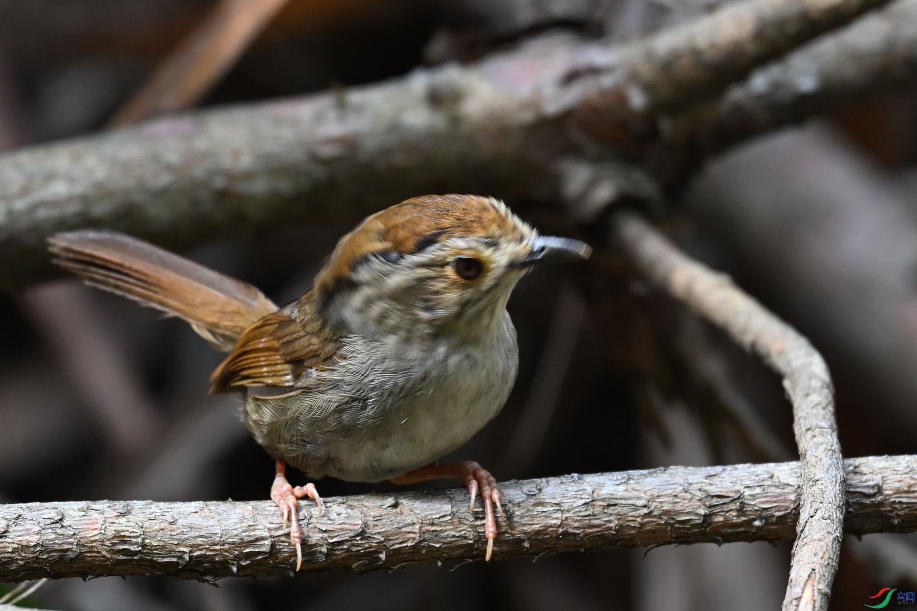 DSC_0173.JPG