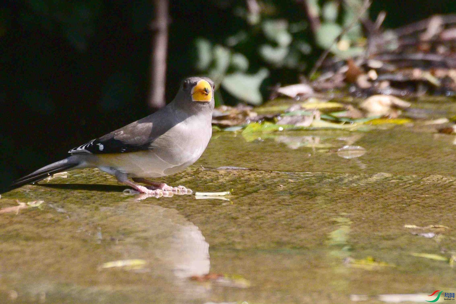 DSC_8528.JPG