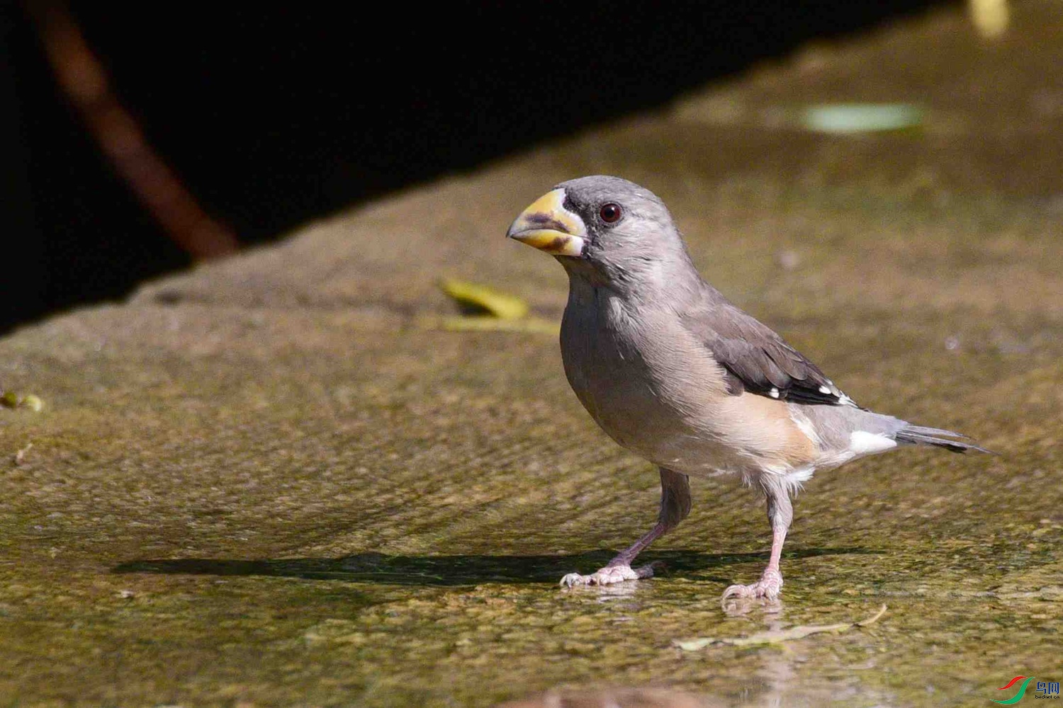 DSC_8519.JPG