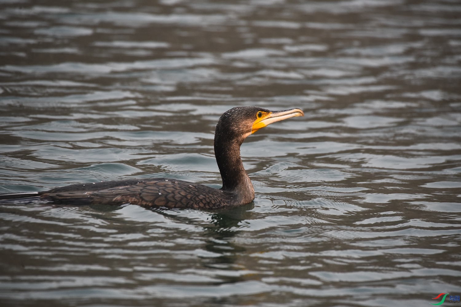 DSC_5131.JPG