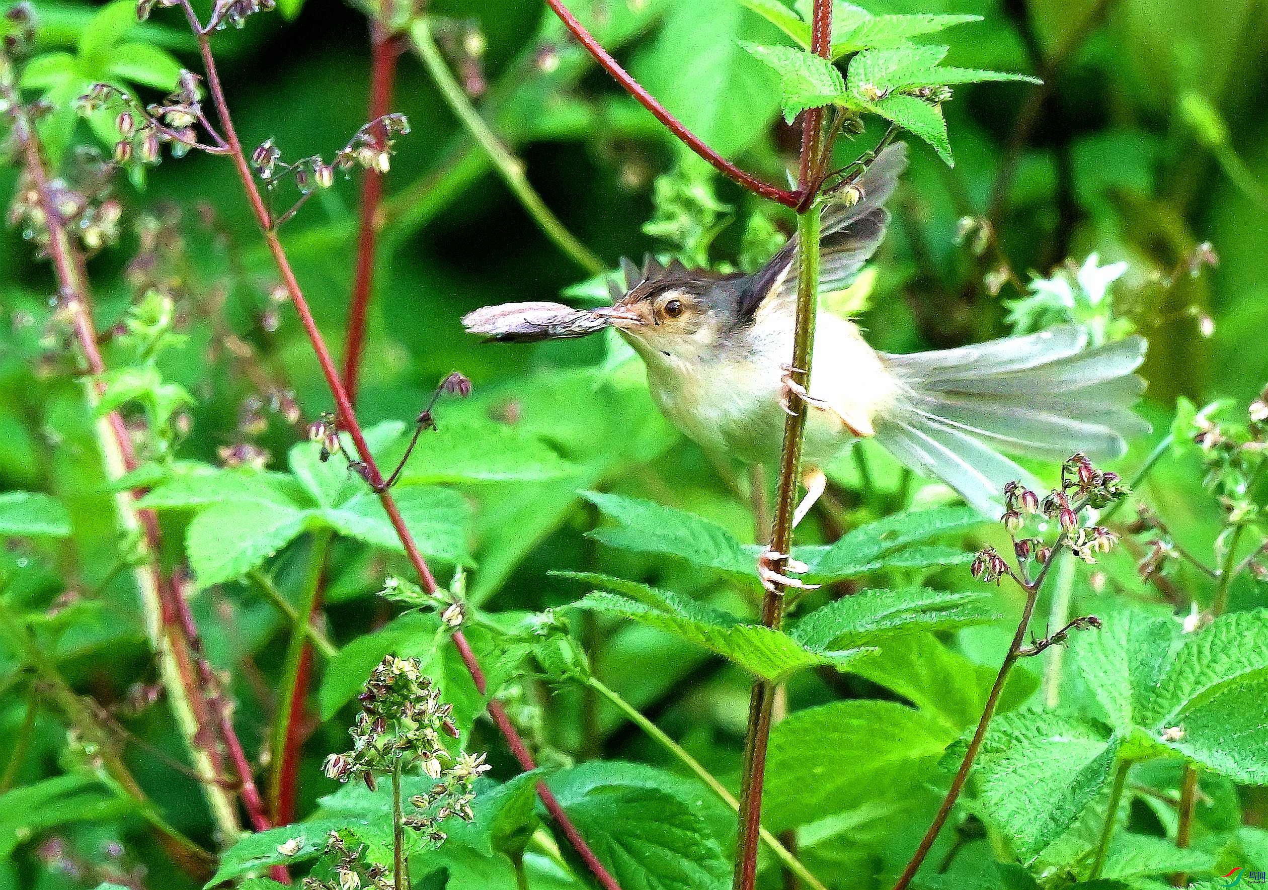 DSC_1242.JPG