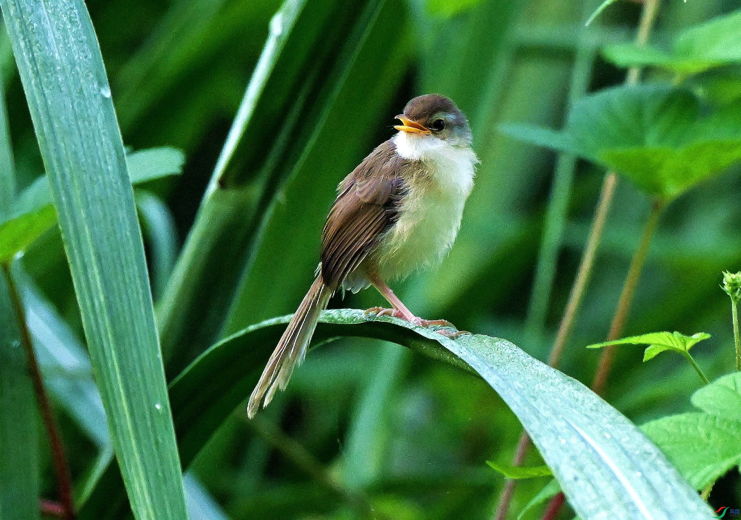 DSC_1017.JPG