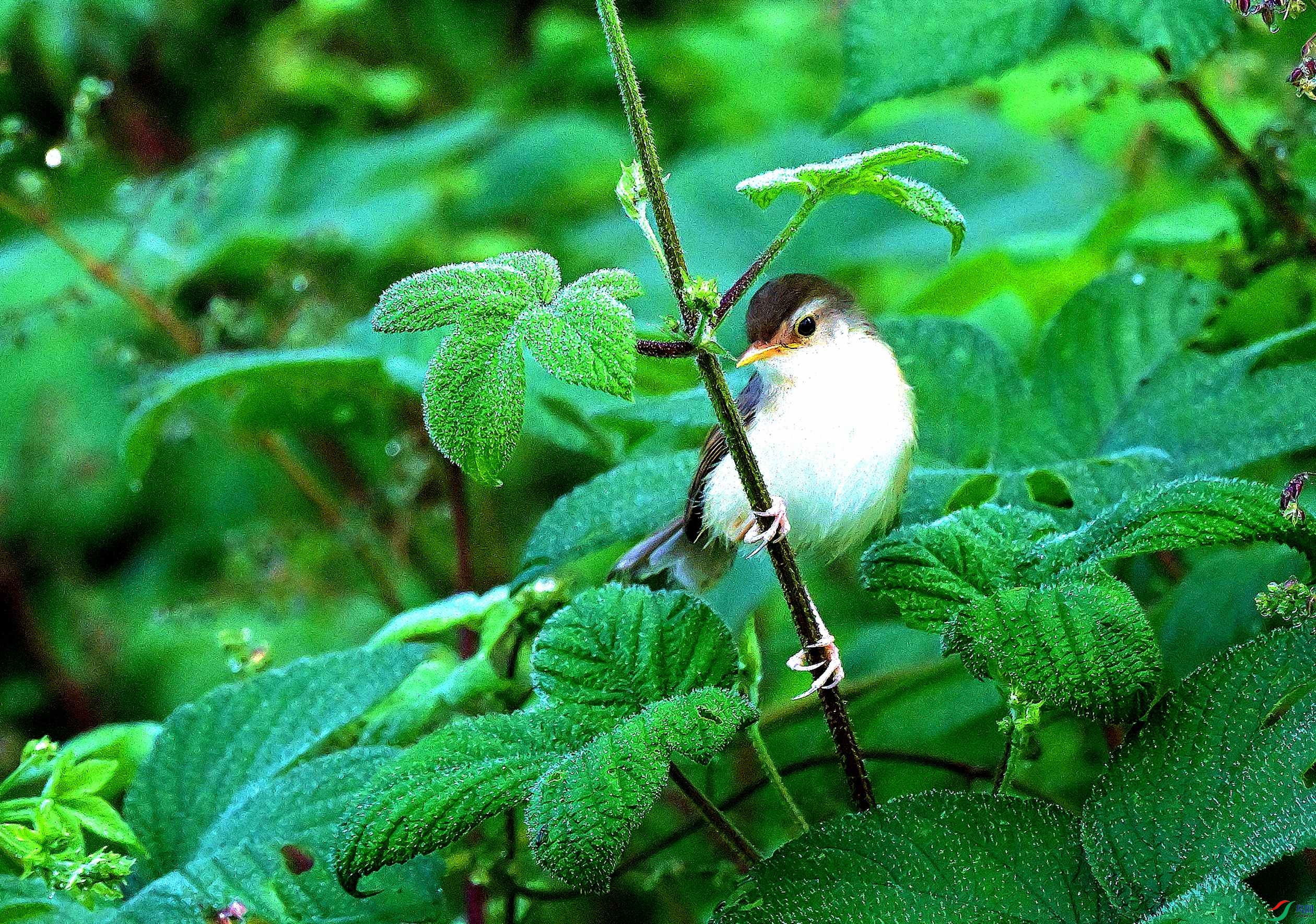 DSC_7754.JPG