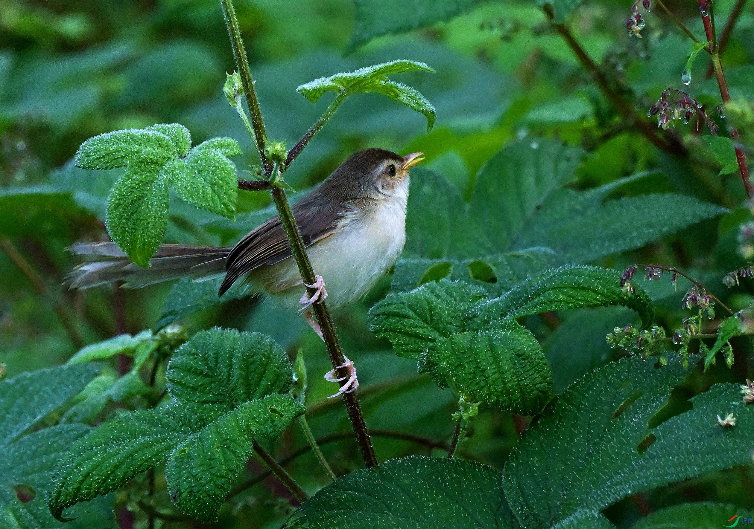 DSC_7769.JPG