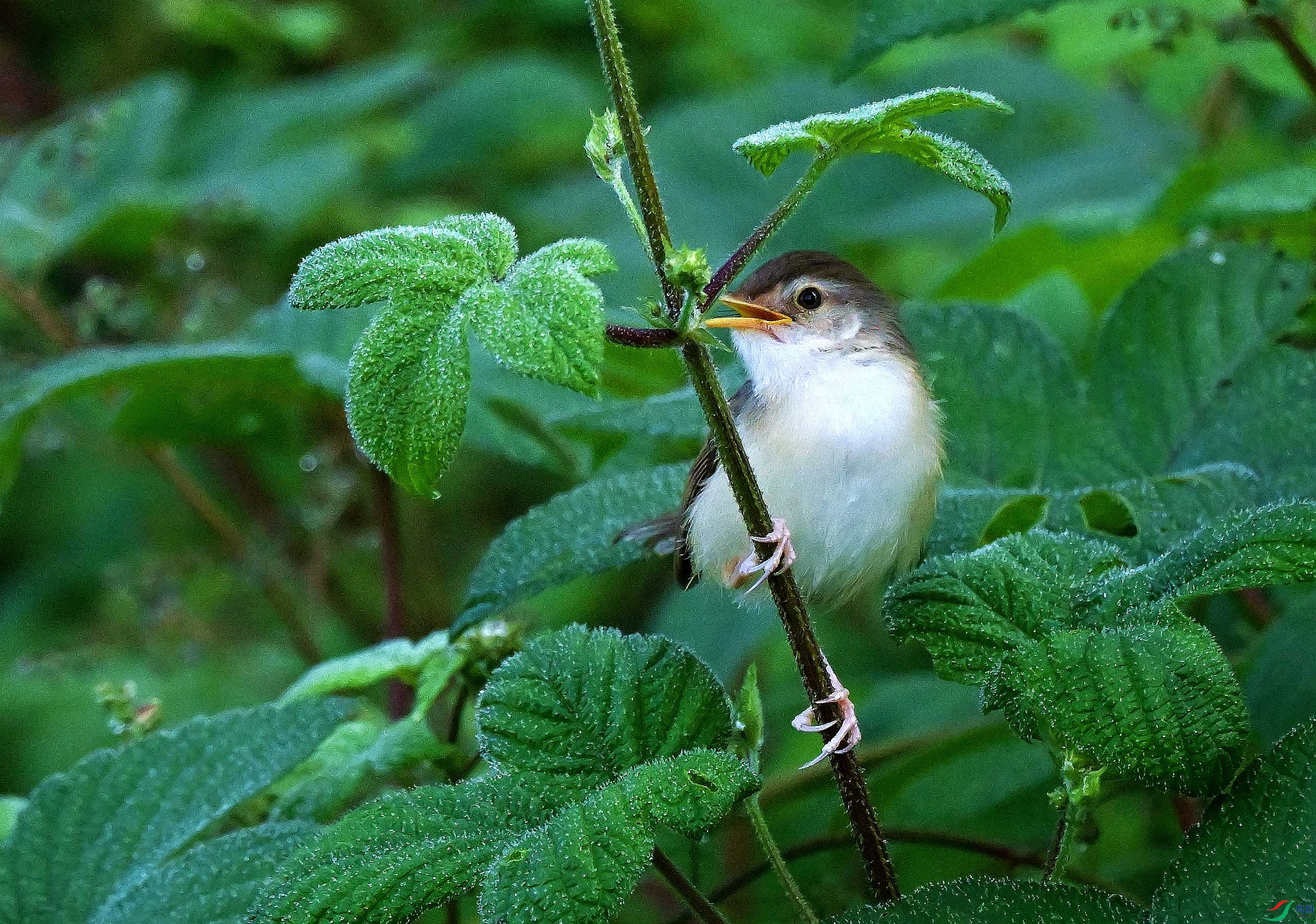 DSC_7762.JPG