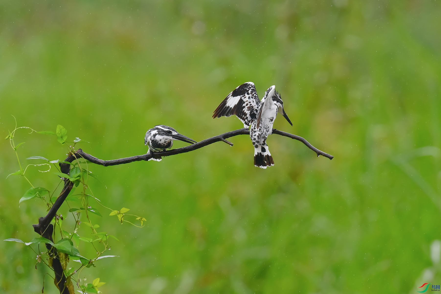 DSC_5587_DxOa.jpg