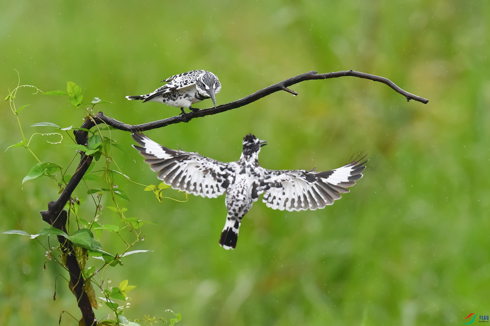 DSC_5580_DxOa.jpg