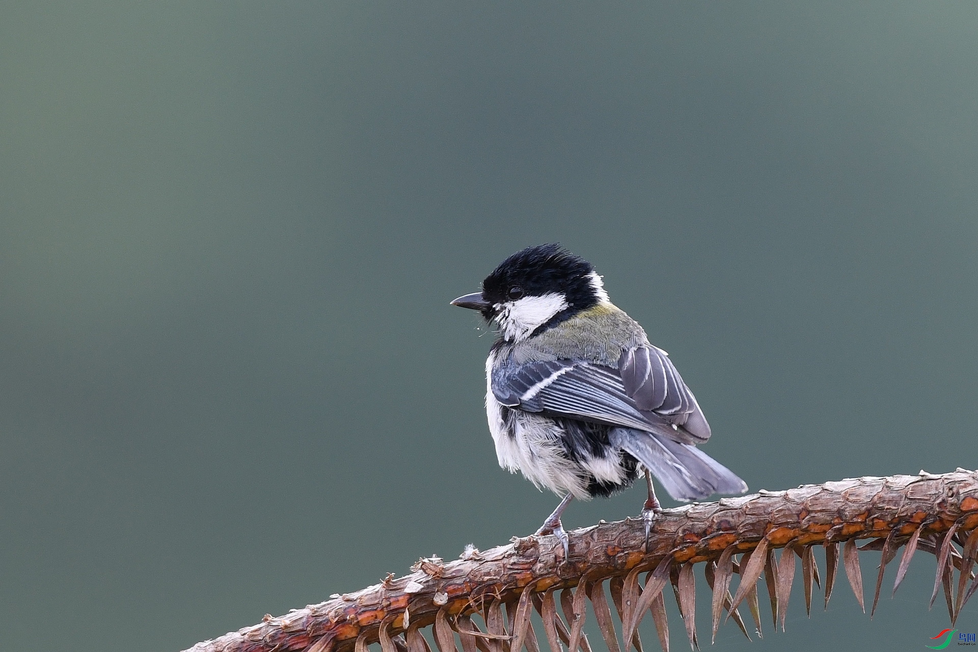 DSC_3383.jpg