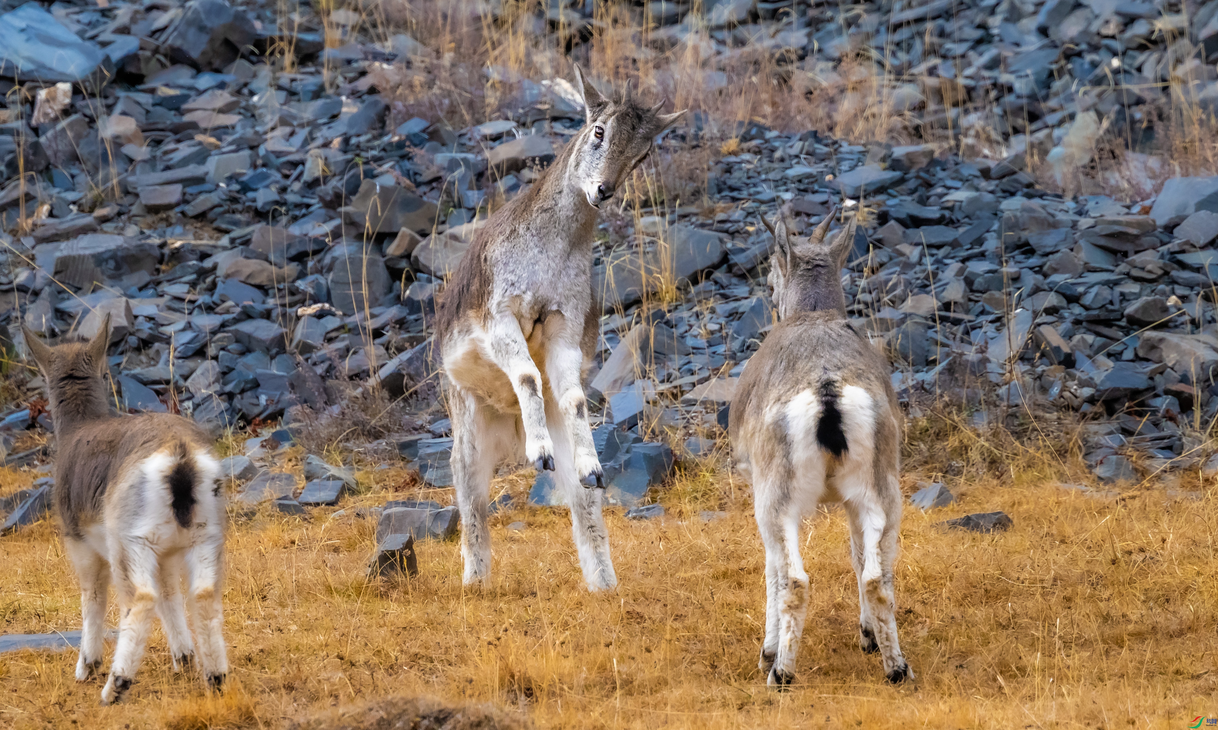DSC_3897.jpg