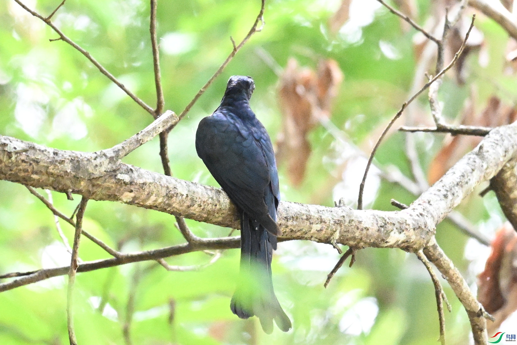 DSC_0633.JPG