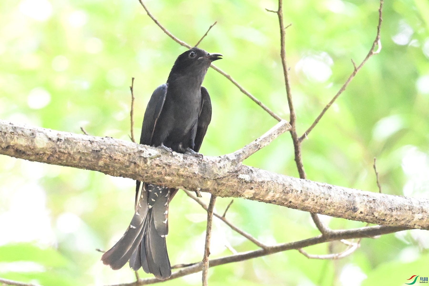 DSC_0652.JPG