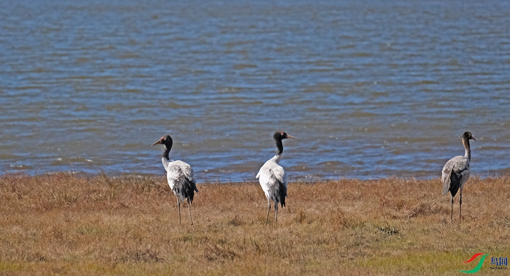 DSCF9781.1.jpg