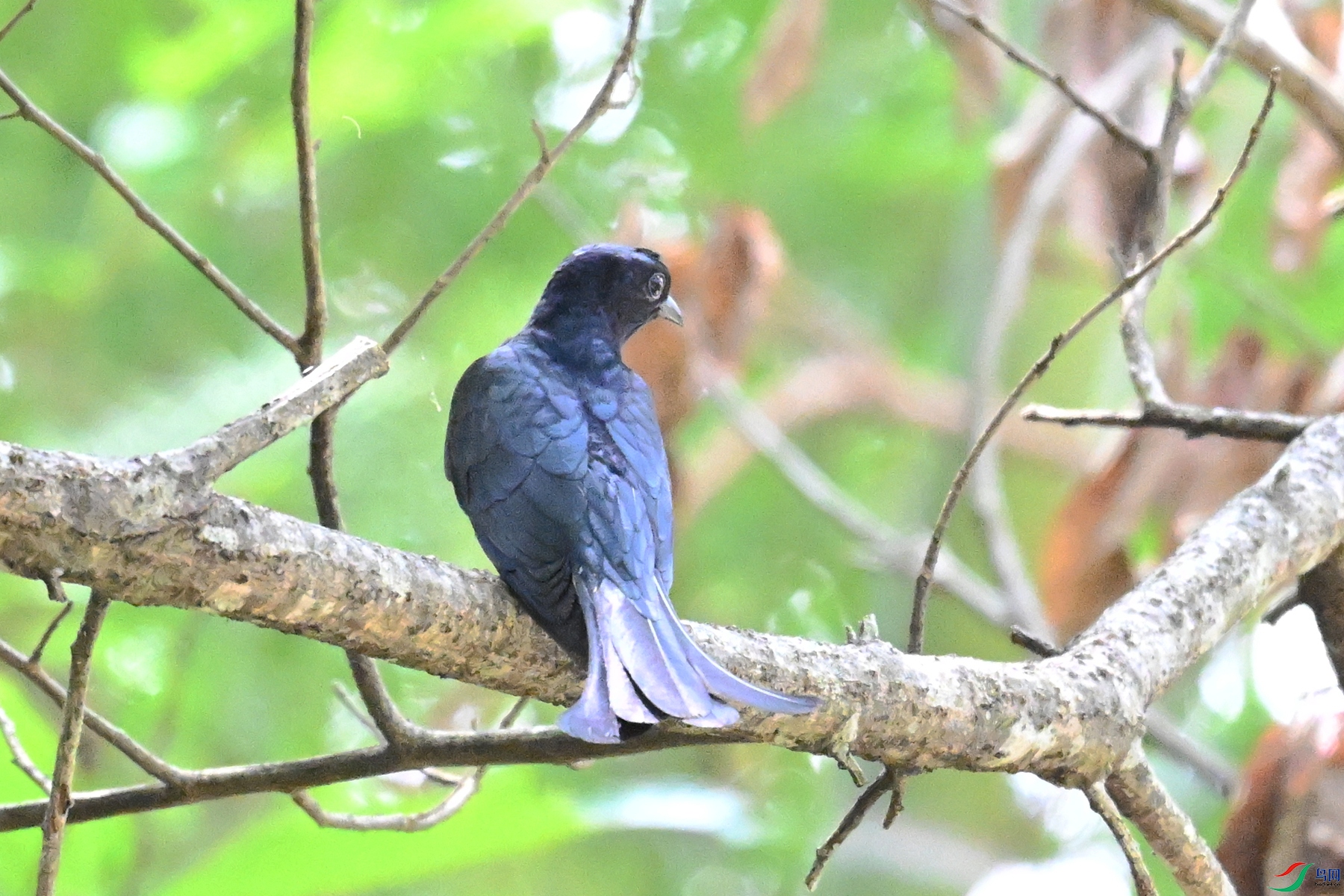 DSC_0626.JPG