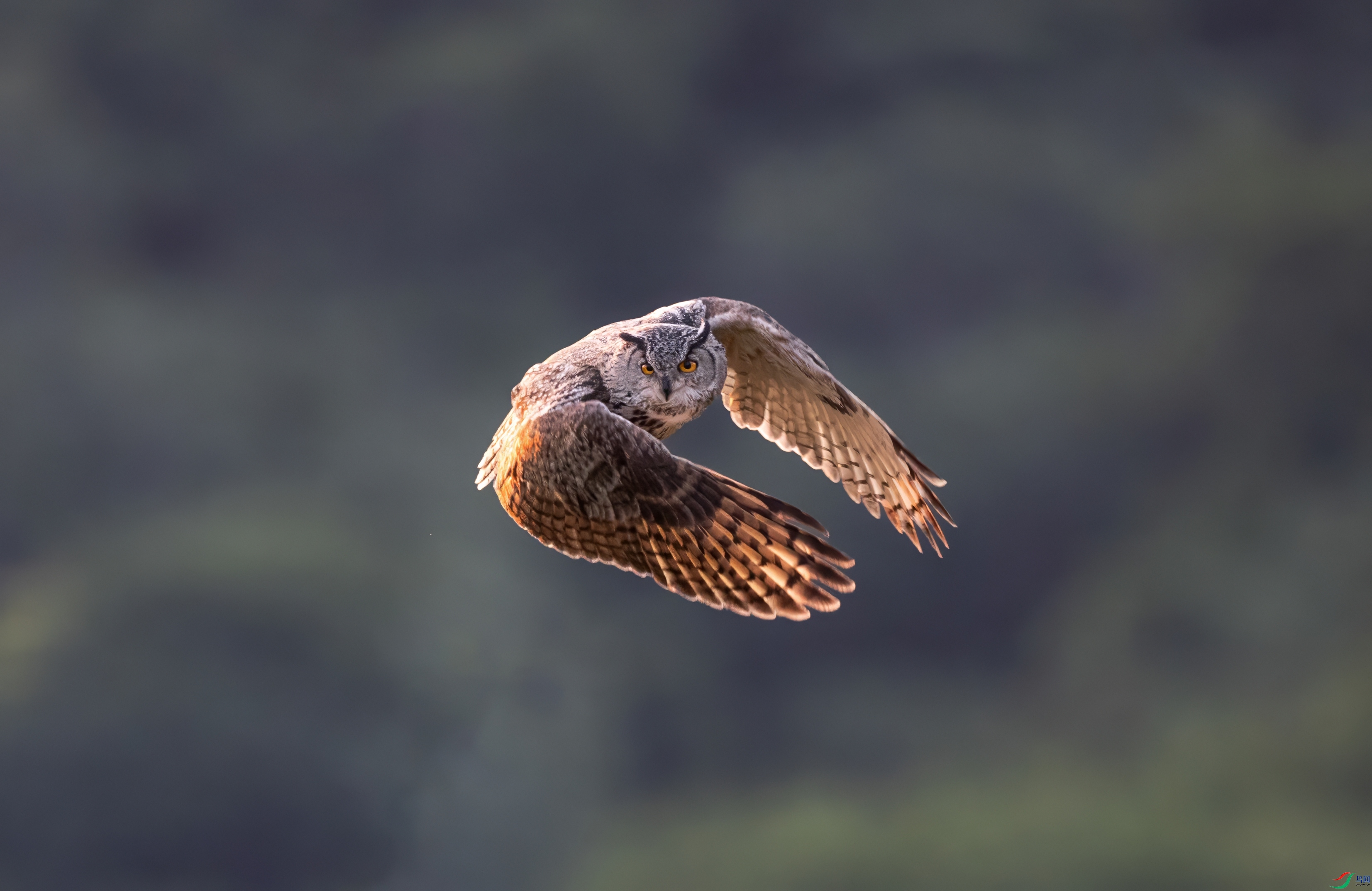 0L0A6477-topaz-denoise.jpeg