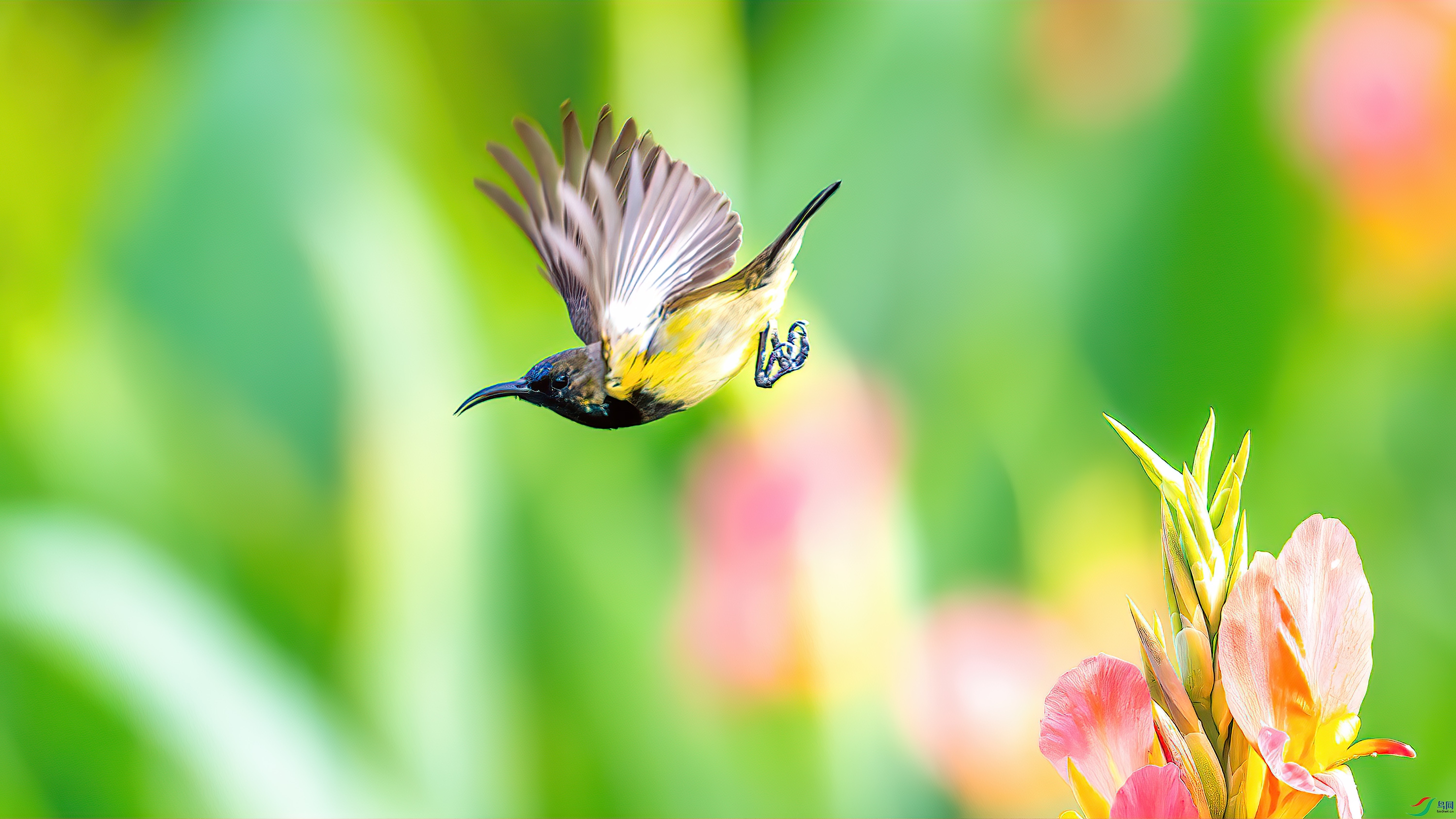 aaaaDSC_0960-����ǿ-NR.jpg