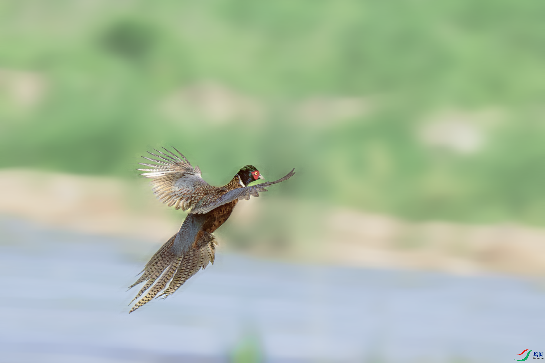 _DSC5352-����ǿ-NR.PNG