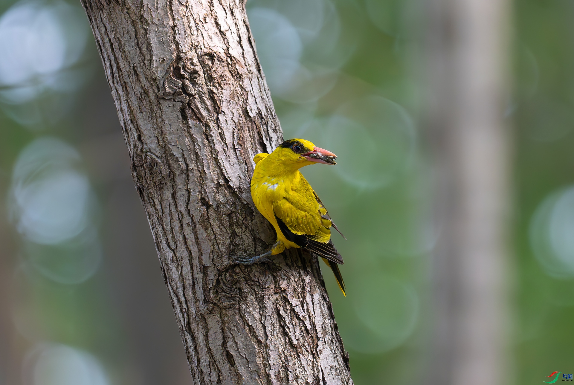 DSC_0778ds3.jpg