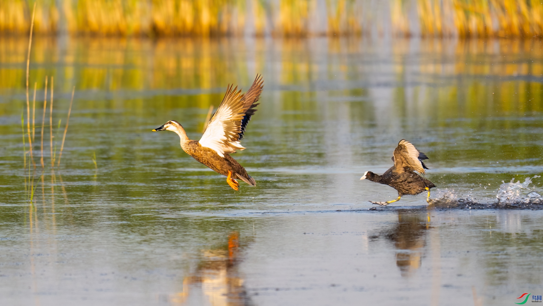 DSC_7077sen2026-6-9-145-�༭-2.jpg