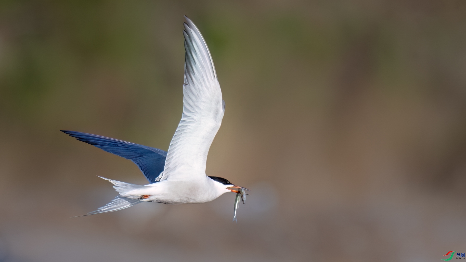 DSC_7097sen2026-5-5-18-�༭.jpg