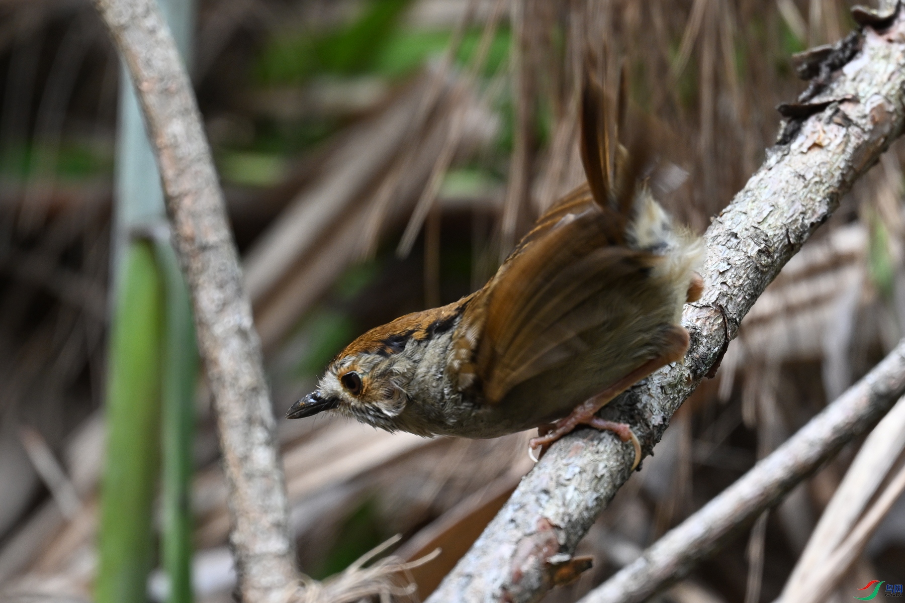 DSC_0228.JPG