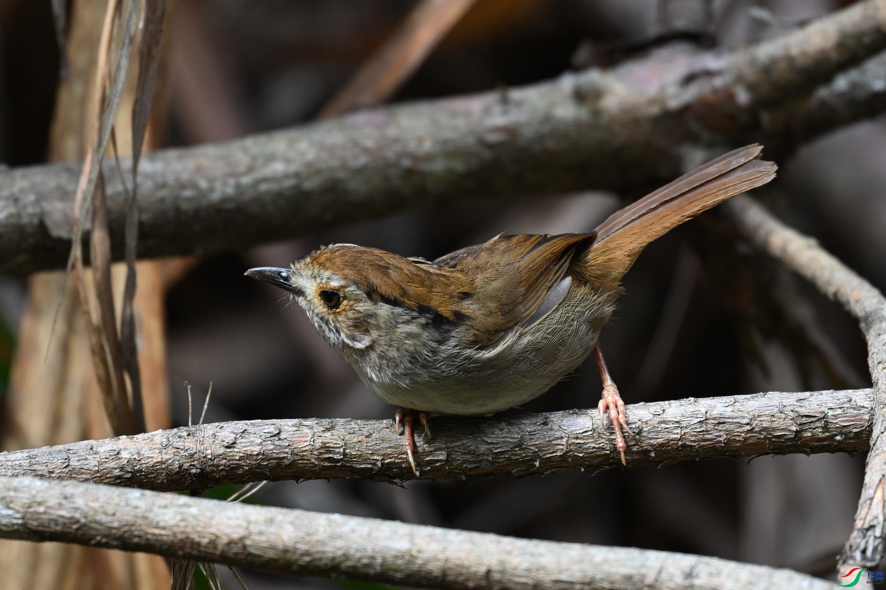 DSC_0177.JPG