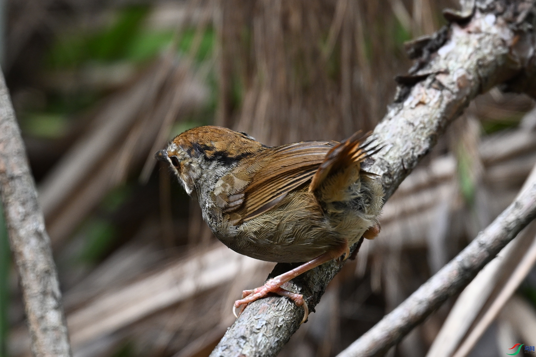 DSC_0217.JPG