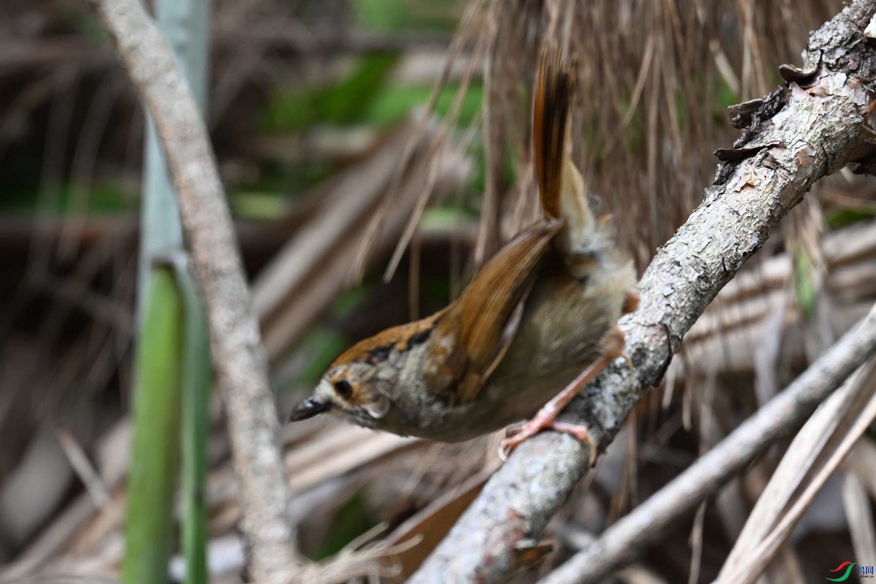 DSC_0231.JPG