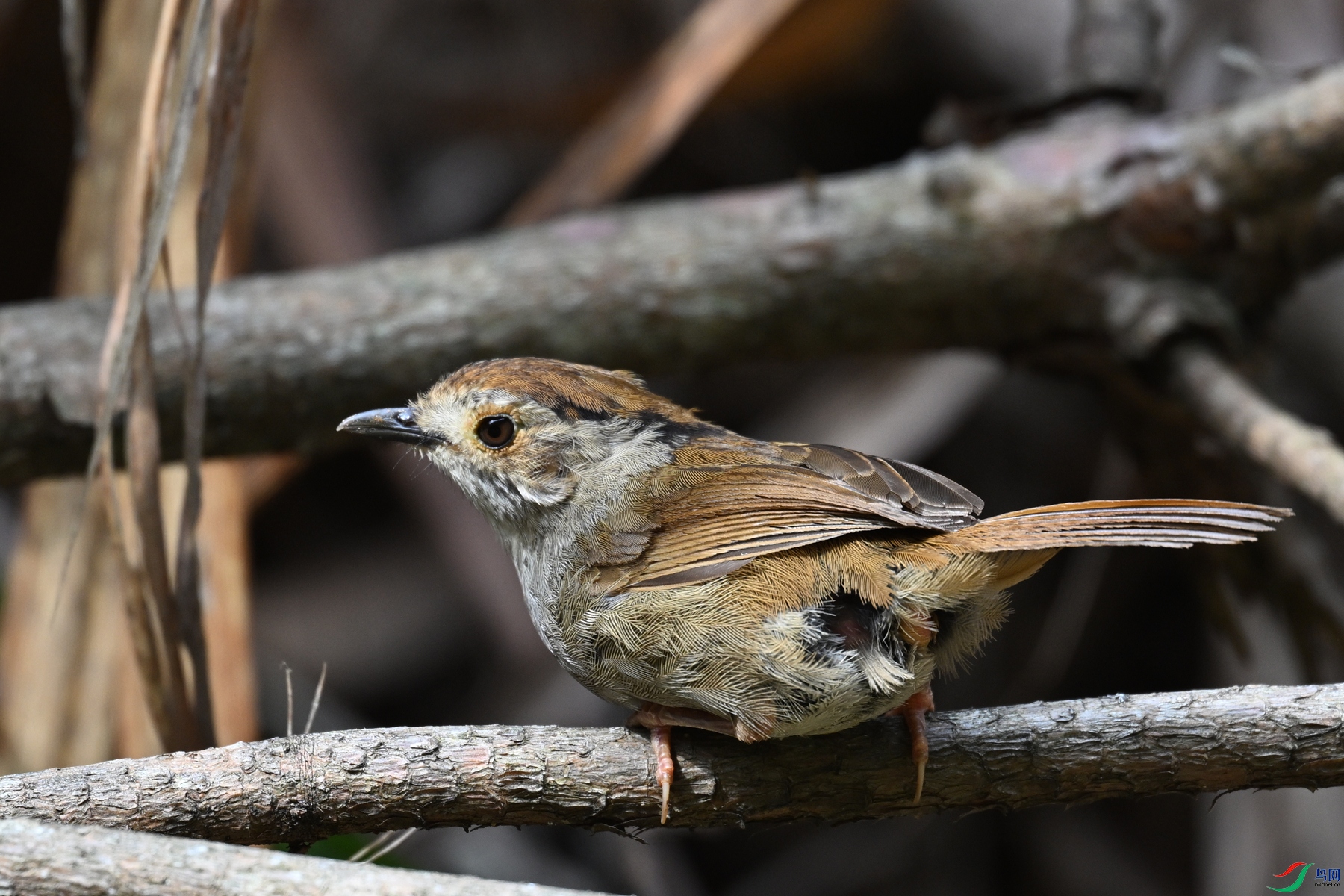 DSC_0185.JPG
