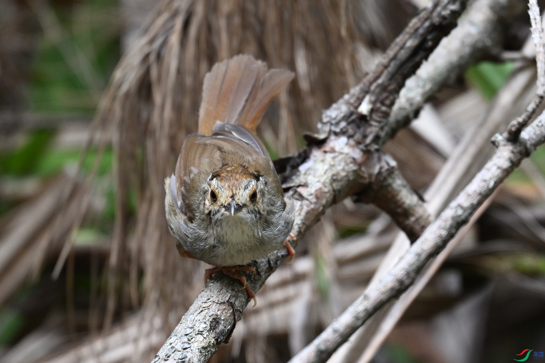 DSC_0234.JPG