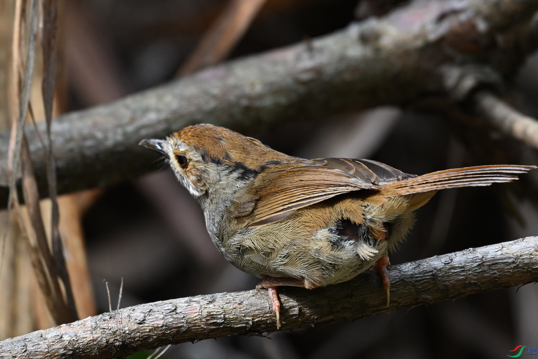 DSC_0191.JPG