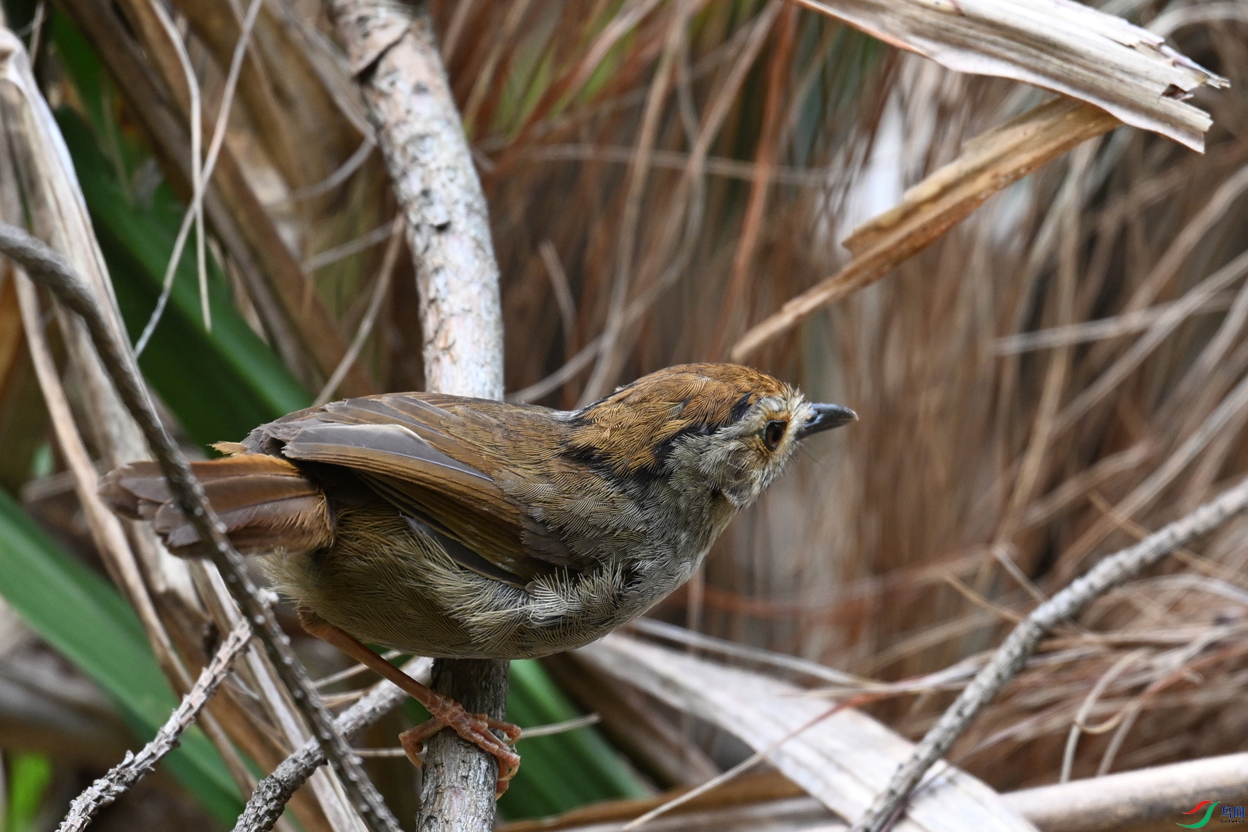 DSC_0205.JPG