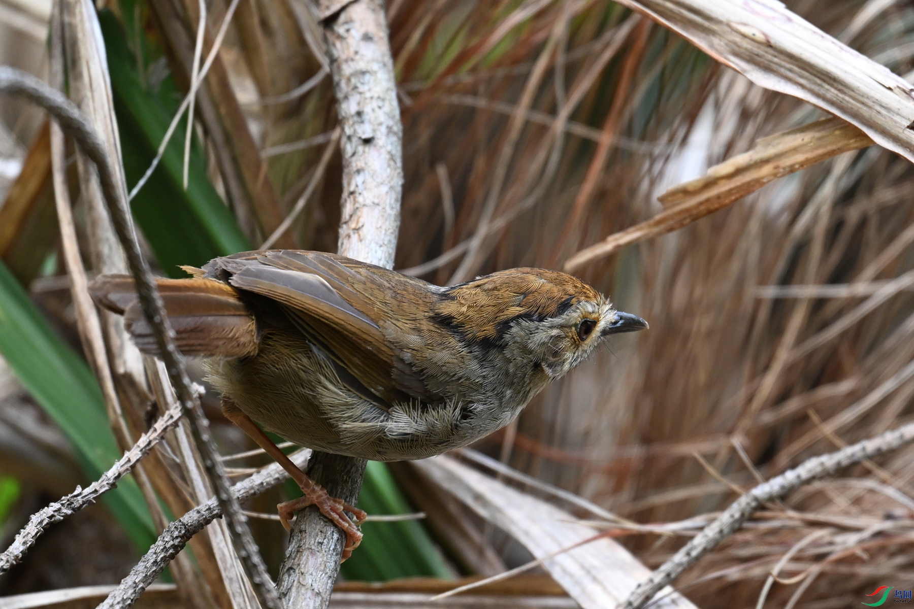 DSC_0206.JPG